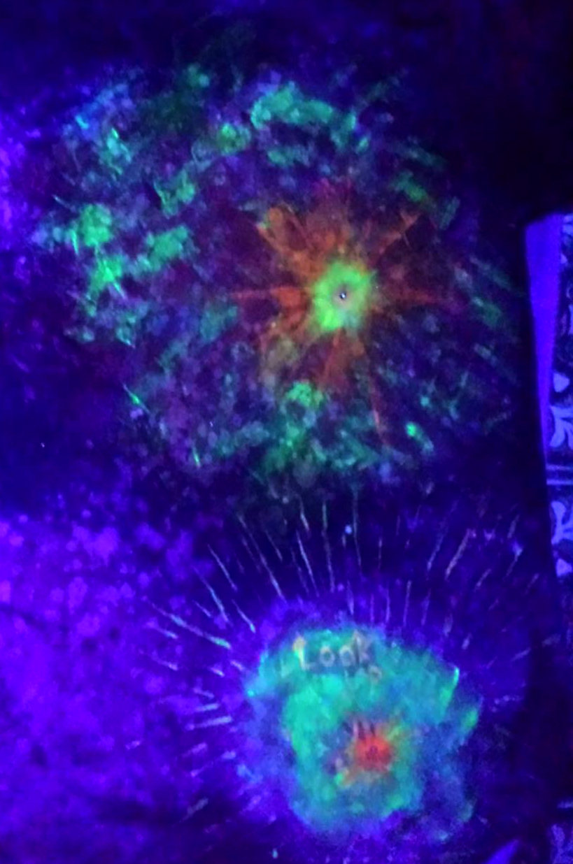 Galactee 2 Back Glow