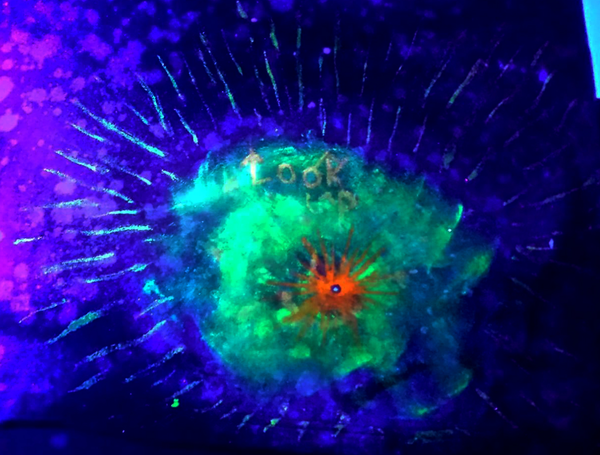 Galactee 2 UV