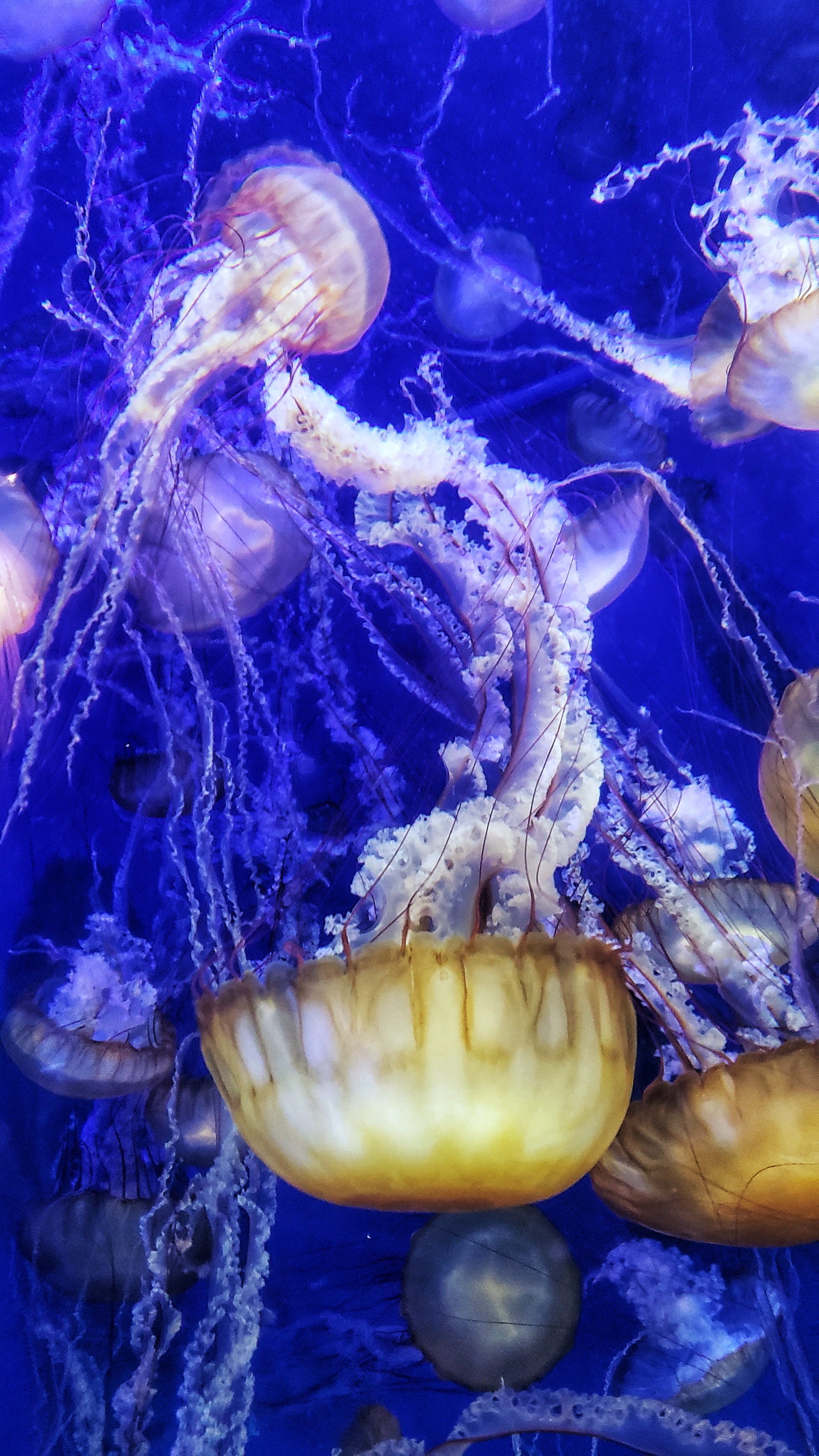 Jellies